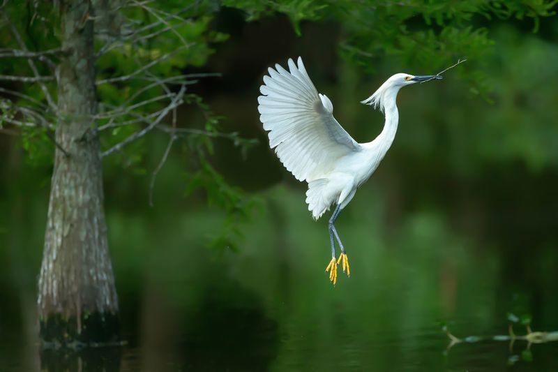 Egrets, Spoonbills, and the Bird Sanctuary Egrets, Spoonbills, and the Bird Sanctuary