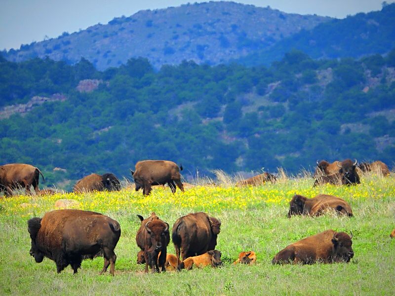 Elk, Armadillos, and the Bonus Wildlife You Did Not Expect Elk, Armadillos, and the Bonus Wildlife You Did Not Expect