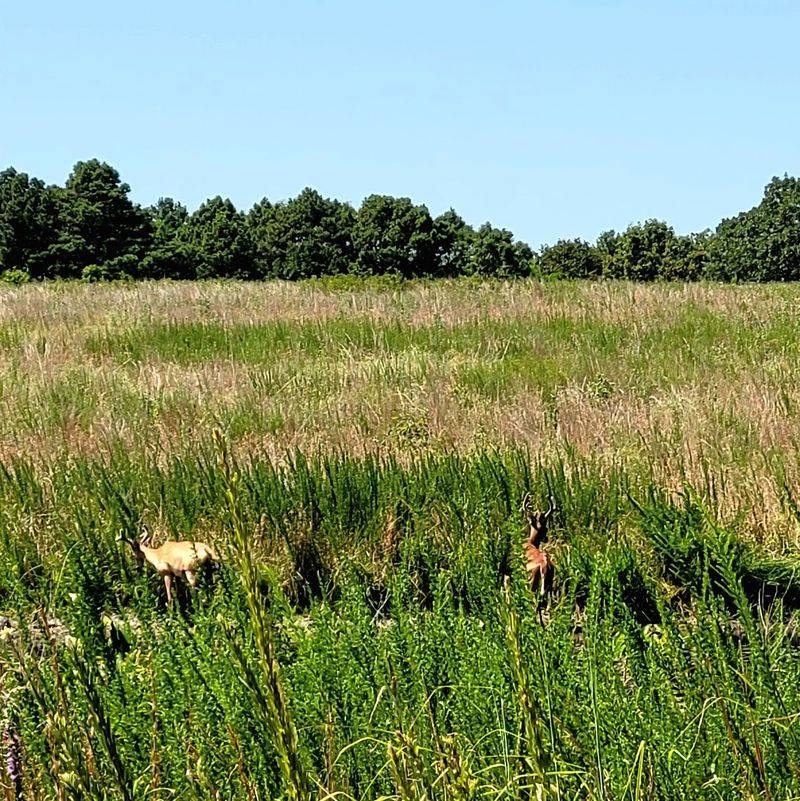 Elk Herd That Calls the Preserve Home Elk Herd That Calls the Preserve Home
