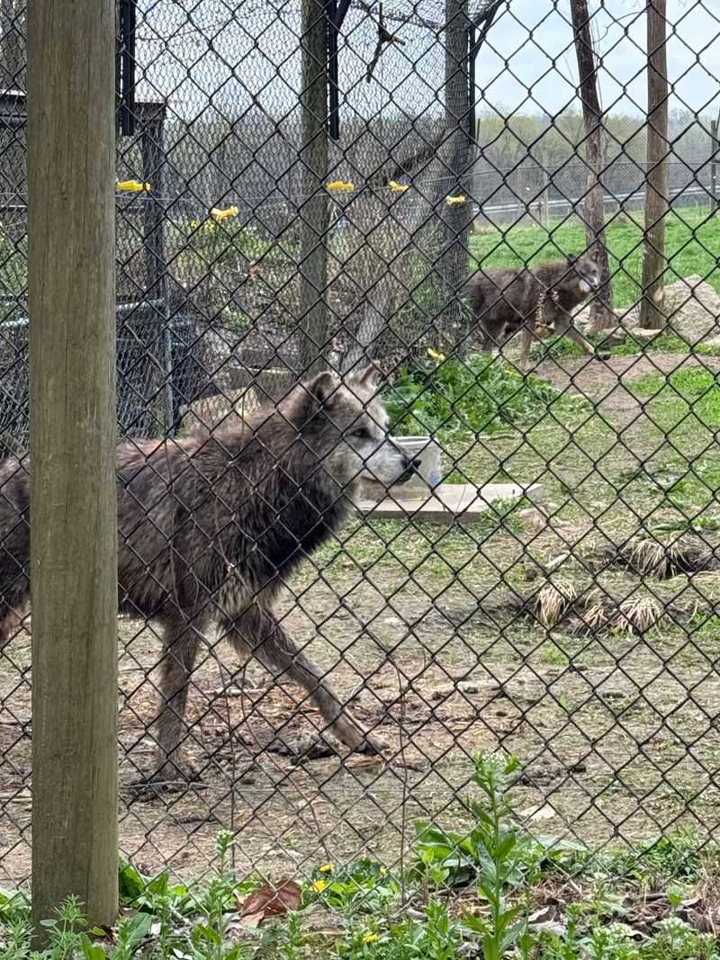 Encounter Wolves in Their Natural Setting Encounter Wolves in Their Natural Setting
