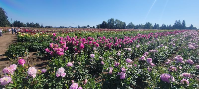 Endless Colors and Wild Varieties Endless Colors and Wild Varieties
