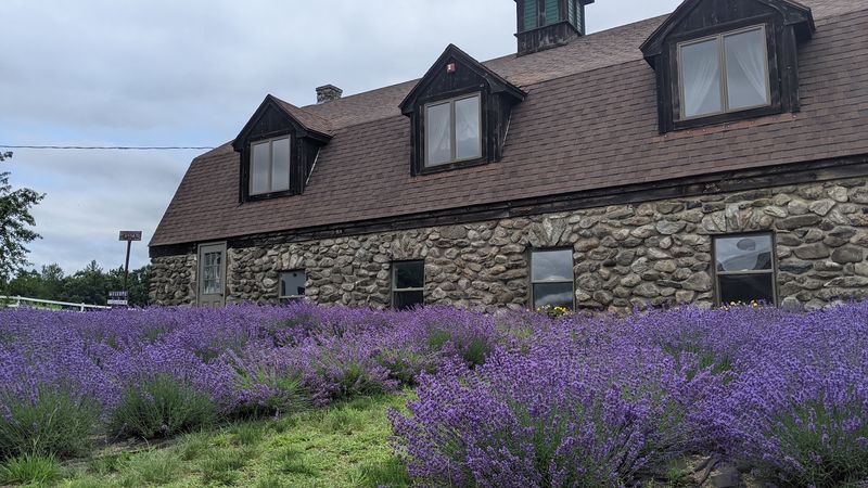 Endless Rows of Lavender in Full Bloom