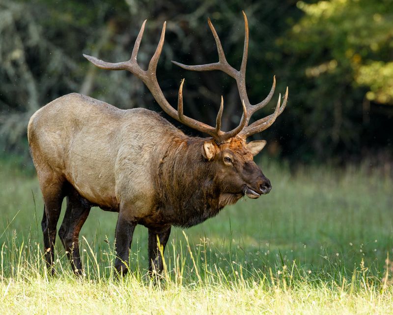 Estes Park, Colorado: Estes Park Elk Fest Estes Park, Colorado: Estes Park Elk Fest