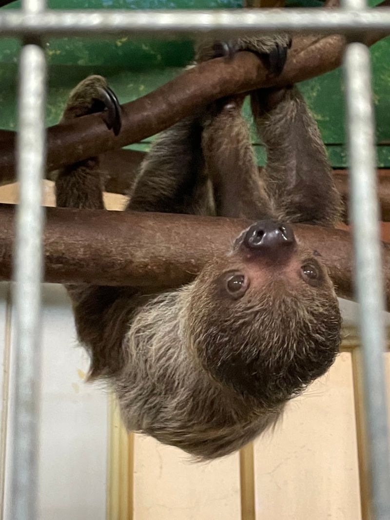 Face-to-Face With the Sloths Face-to-Face With the Sloths