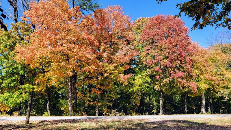 Fall Color Season at Pere Marquette