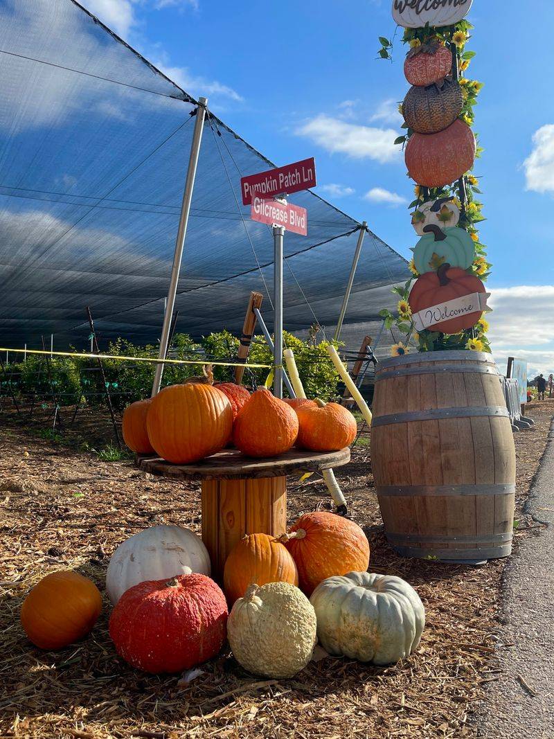 Fall Festivities And The Pumpkin Patch Fall Festivities And The Pumpkin Patch
