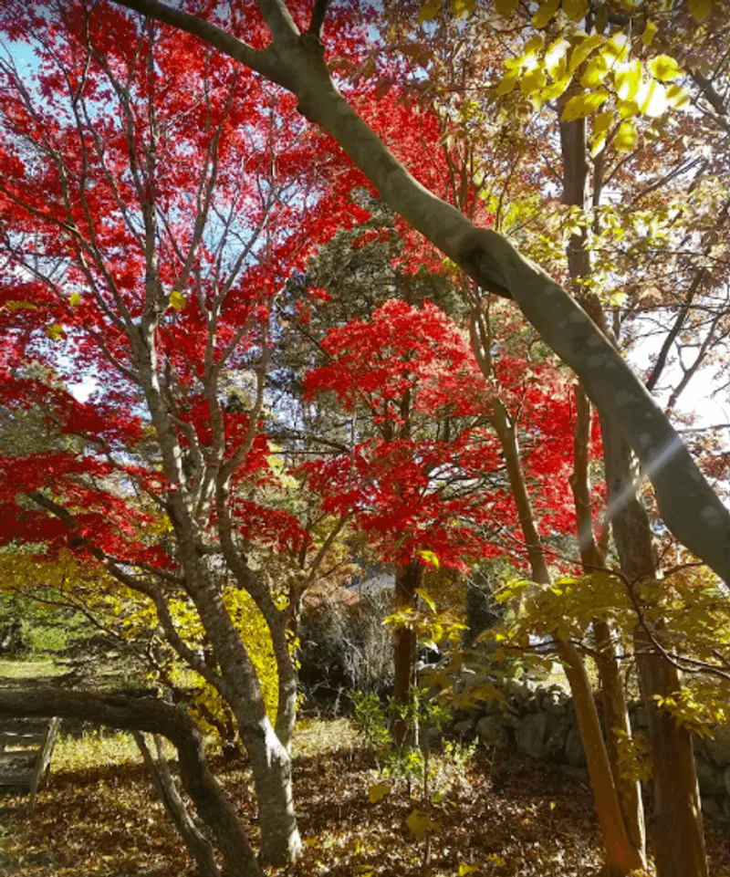 Fall Foliage Worth the Trip