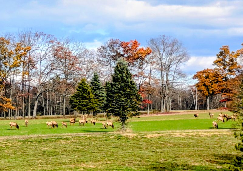 Fall Rut Season and Why September Changes Everything Fall Rut Season and Why September Changes Everything