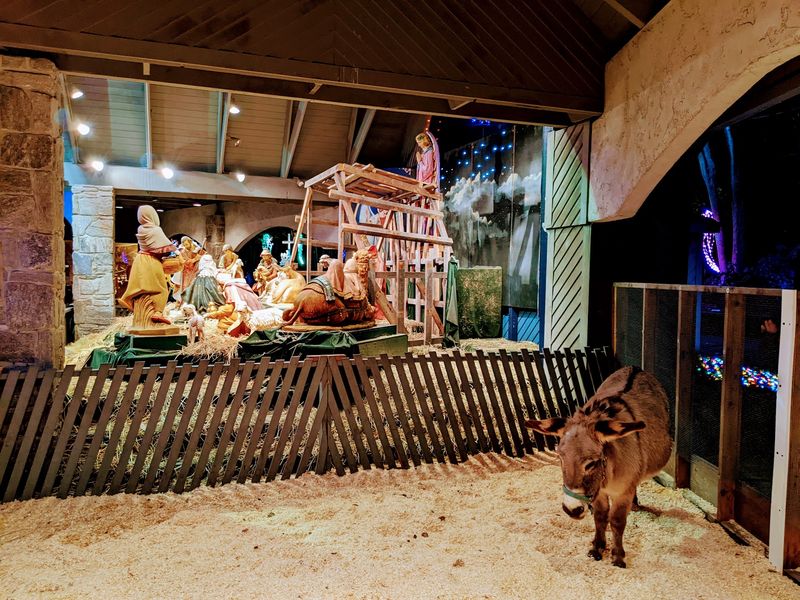 Family-Friendly Rides and Animals