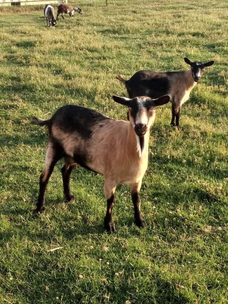 Farm Animals Along the Way - Donkeys, Horses, Goats, and More Farm Animals Along the Way - Donkeys, Horses, Goats, and More