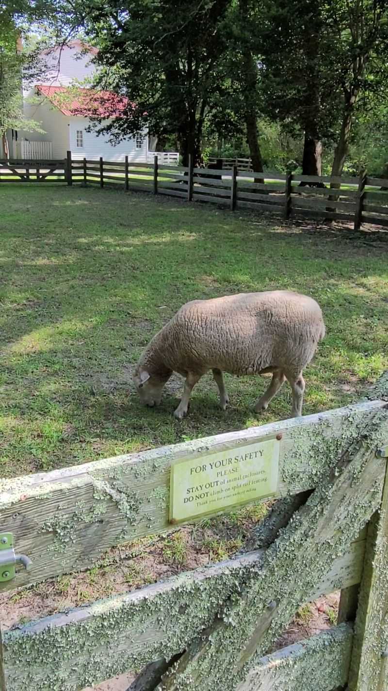 Farm Animals And A Carriage Detail Worth Noticing