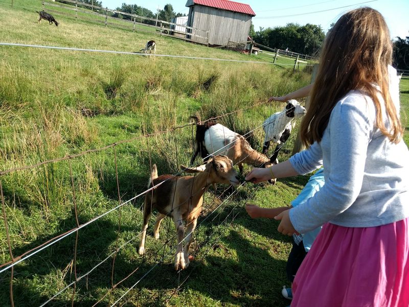 Farm Animals That Actually Want to Meet You