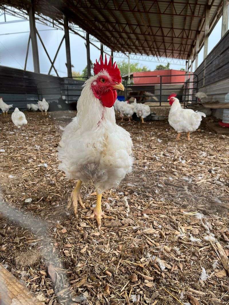 Farm Animals You Can Actually Feed and Pet Farm Animals You Can Actually Feed and Pet