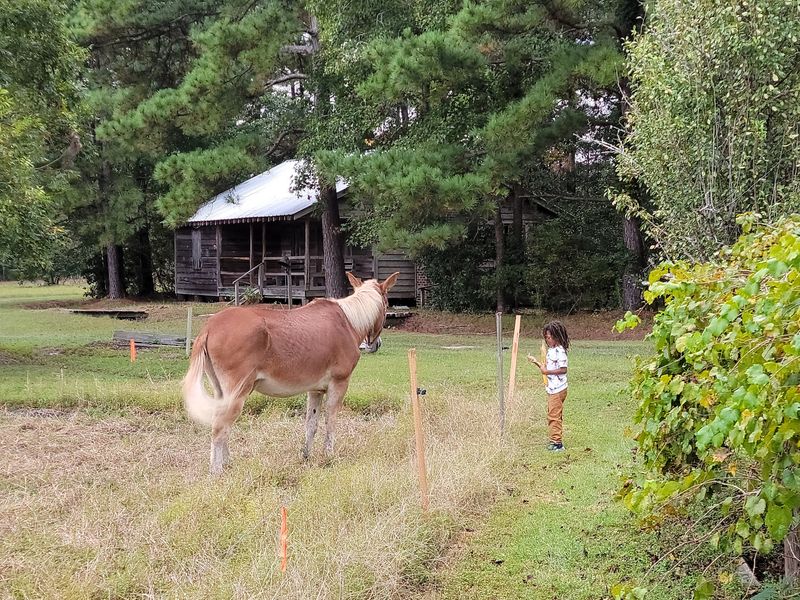 Farm Animals and a Peaceful Nature Trail Farm Animals and a Peaceful Nature Trail