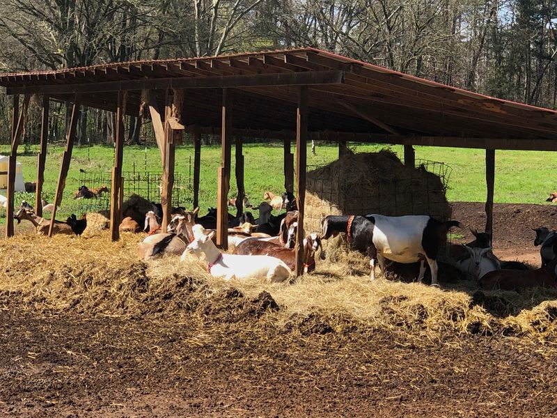 Farming the Old-Fashioned Way Farming the Old-Fashioned Way