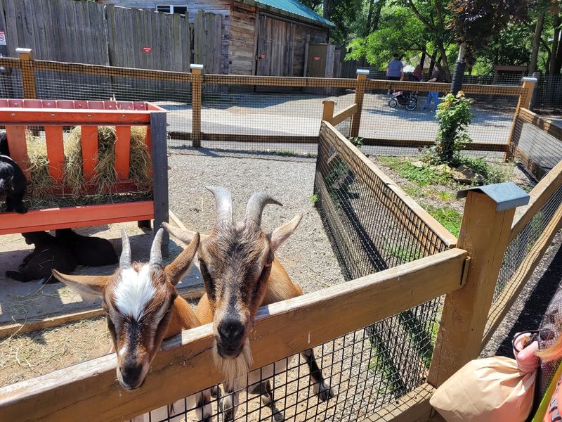 Feed Cups, Carrot Bags, and the Joy of Getting Nose to Nose Feed Cups, Carrot Bags, and the Joy of Getting Nose to Nose