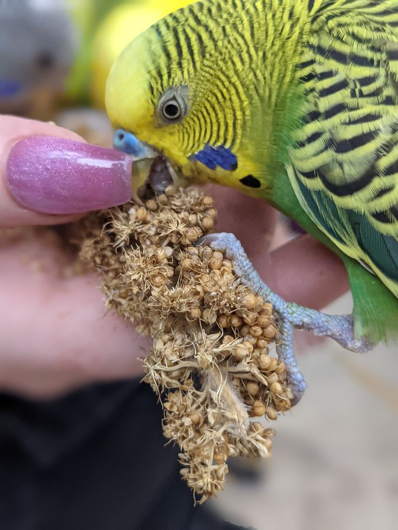 Feeding Birds, Parrots, and the Feathered Welcome Feeding Birds, Parrots, and the Feathered Welcome