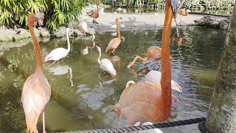 Feeding Flamingos for a Dollar a Bag Feeding Flamingos for a Dollar a Bag