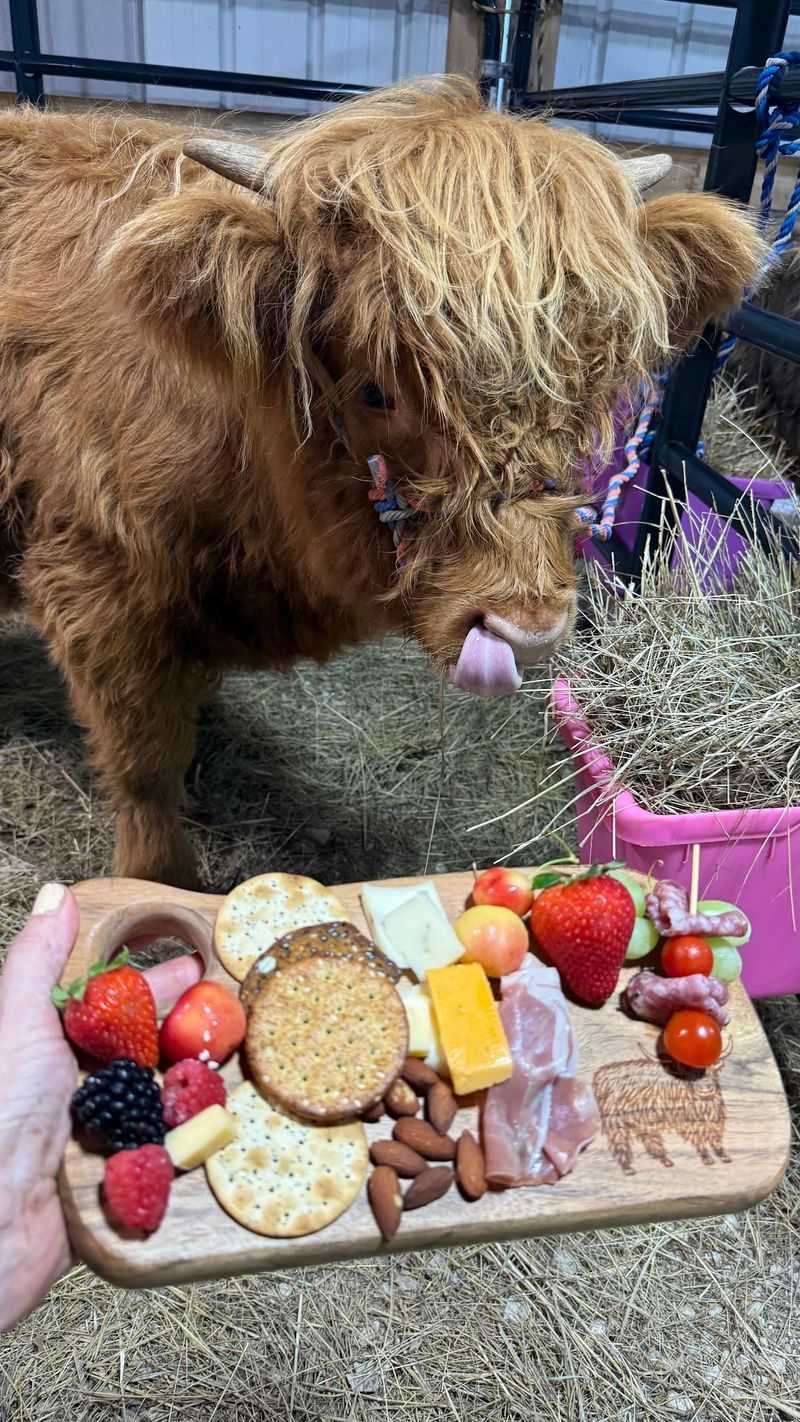 Feeding Time And Favorite Treats