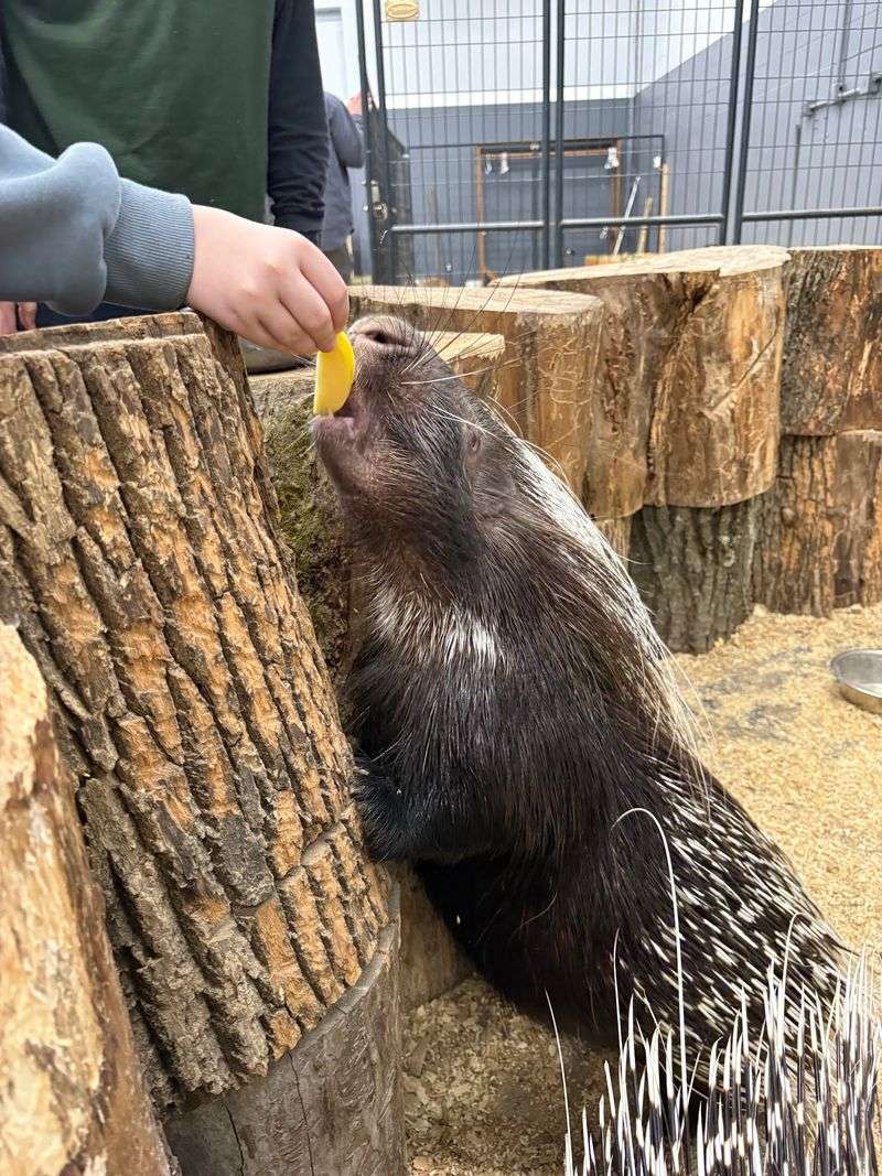 Feeding a Porcupine You Can Actually Reach Feeding a Porcupine You Can Actually Reach