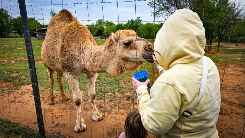 Feeding the Camel - A Surprisingly Thrilling Moment Feeding the Camel - A Surprisingly Thrilling Moment