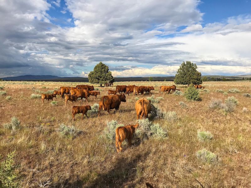 Fence Lines, Cattle Drives, and Calf Duty