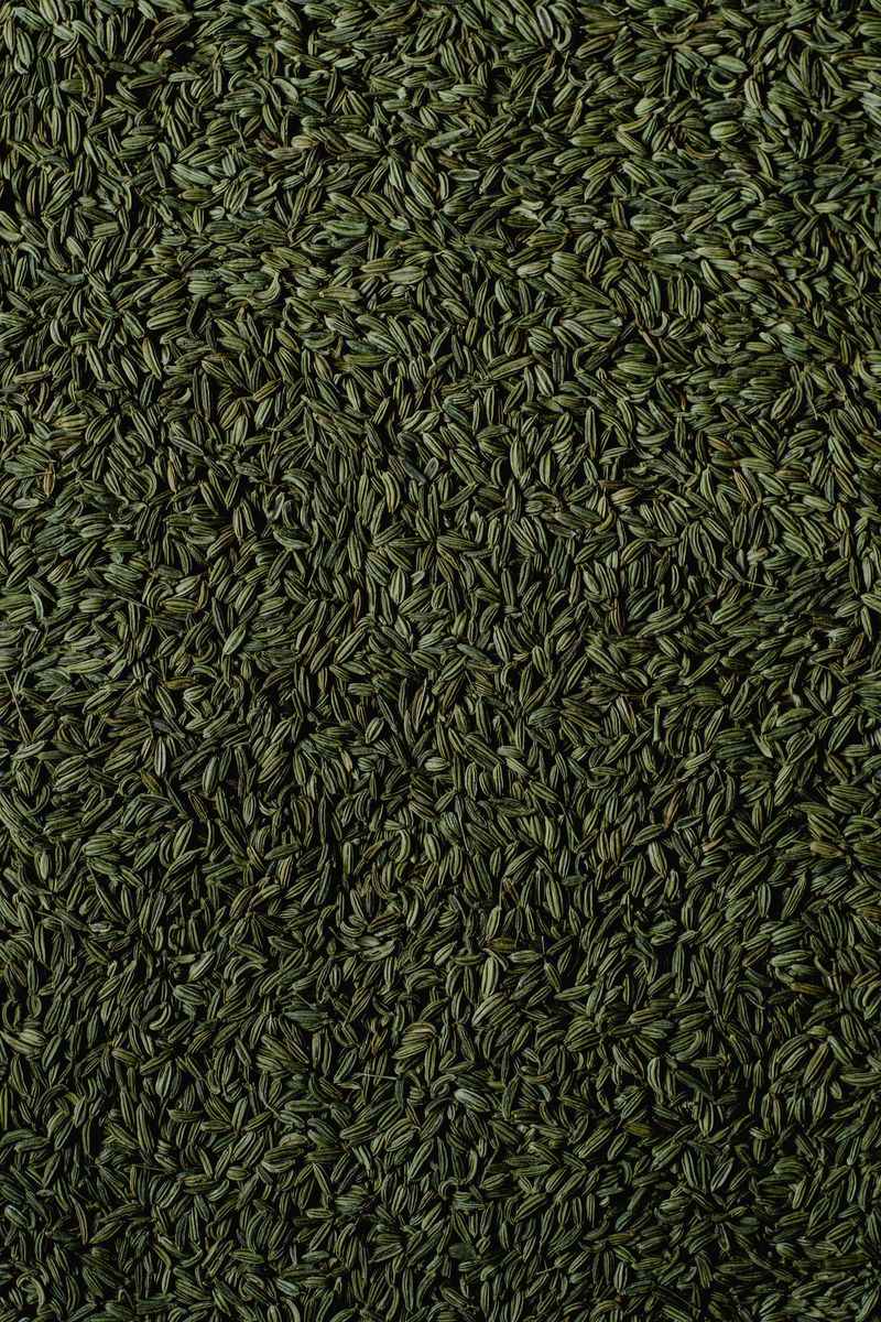 Fennel Seeds Fennel Seeds