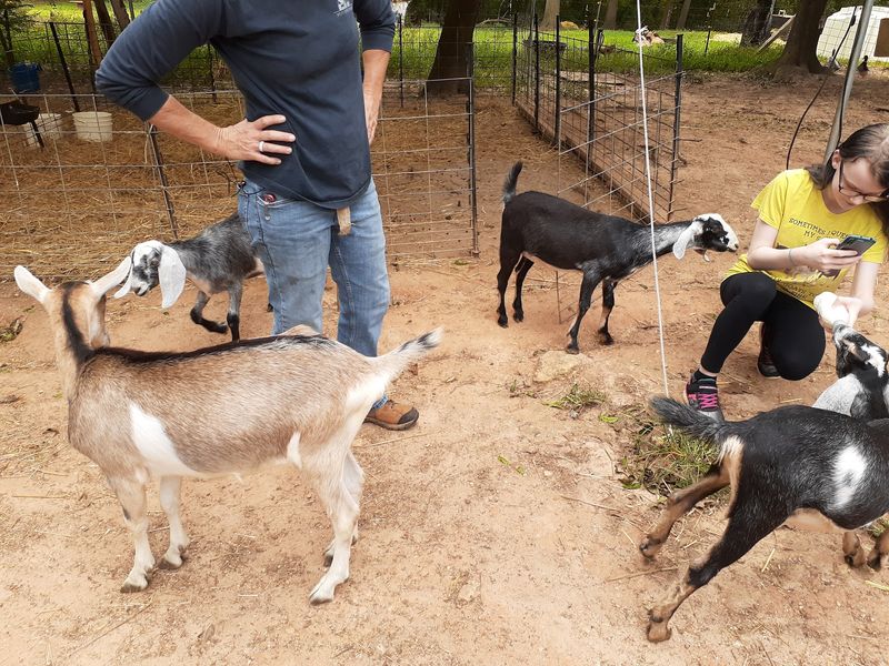 Festivals, Baby Season, and Goat Yoga Festivals, Baby Season, and Goat Yoga