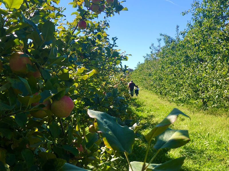 Finding the Orchard on Ragged Hill Road
