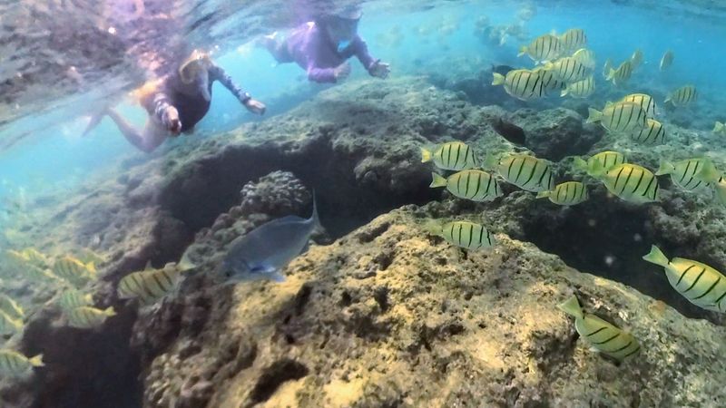 Fish, Turtles, and the Living Reef Below the Surface Fish, Turtles, and the Living Reef Below the Surface