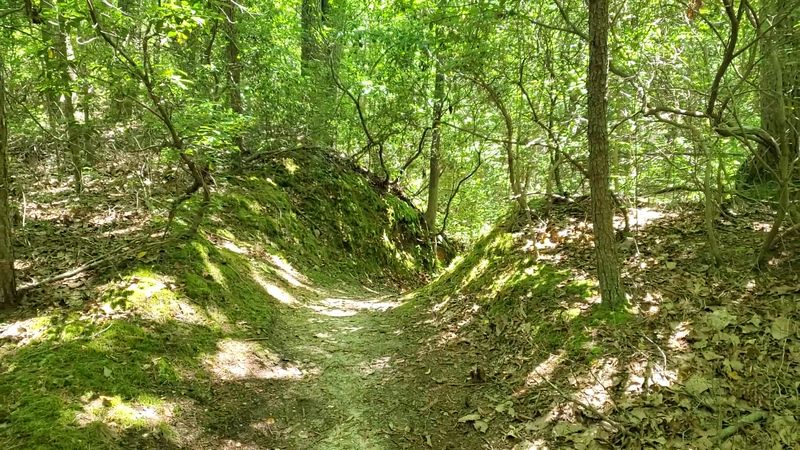 Five Miles Of Forested Routes