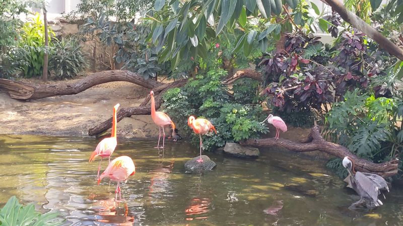 Flamingos, Pelicans, and a Wetlands Habitat Built on a Grand Scale Flamingos, Pelicans, and a Wetlands Habitat Built on a Grand Scale