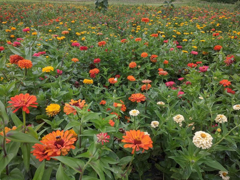 Flower Fields and Picnic Benches Out Back Flower Fields and Picnic Benches Out Back