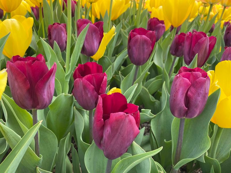 Flower Gardens That Reward Repeat Trips