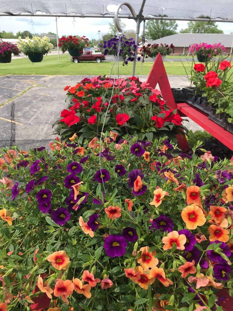 Flowers, Baskets, And Blooming Season Flowers, Baskets, And Blooming Season