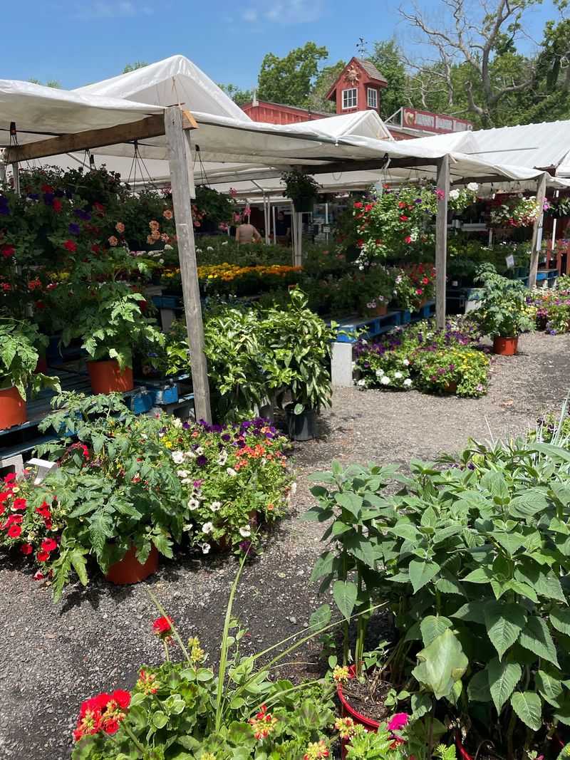 Flowers, Plants, and Seasonal Color Flowers, Plants, and Seasonal Color