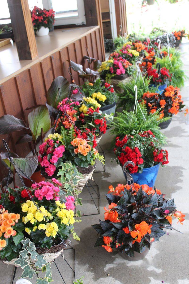 Flowers That Brighten Every Corner of Your Home Flowers That Brighten Every Corner of Your Home