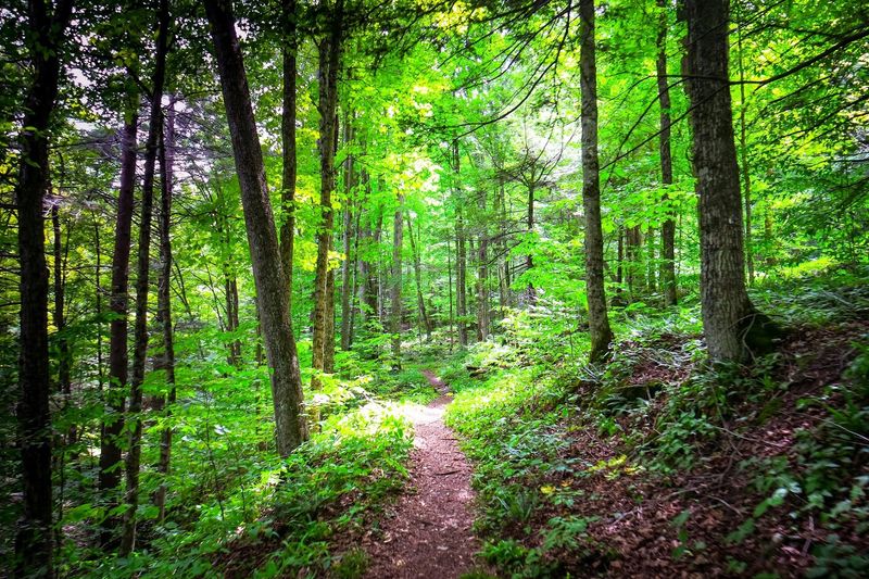 Footpaths Through the Wild: A Trail for Every Hiker Footpaths Through the Wild: A Trail for Every Hiker