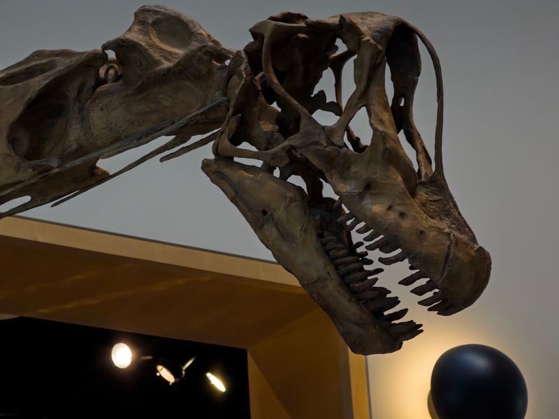 Fossils, Skulls, and the Thrill of Ancient Finds Fossils, Skulls, and the Thrill of Ancient Finds