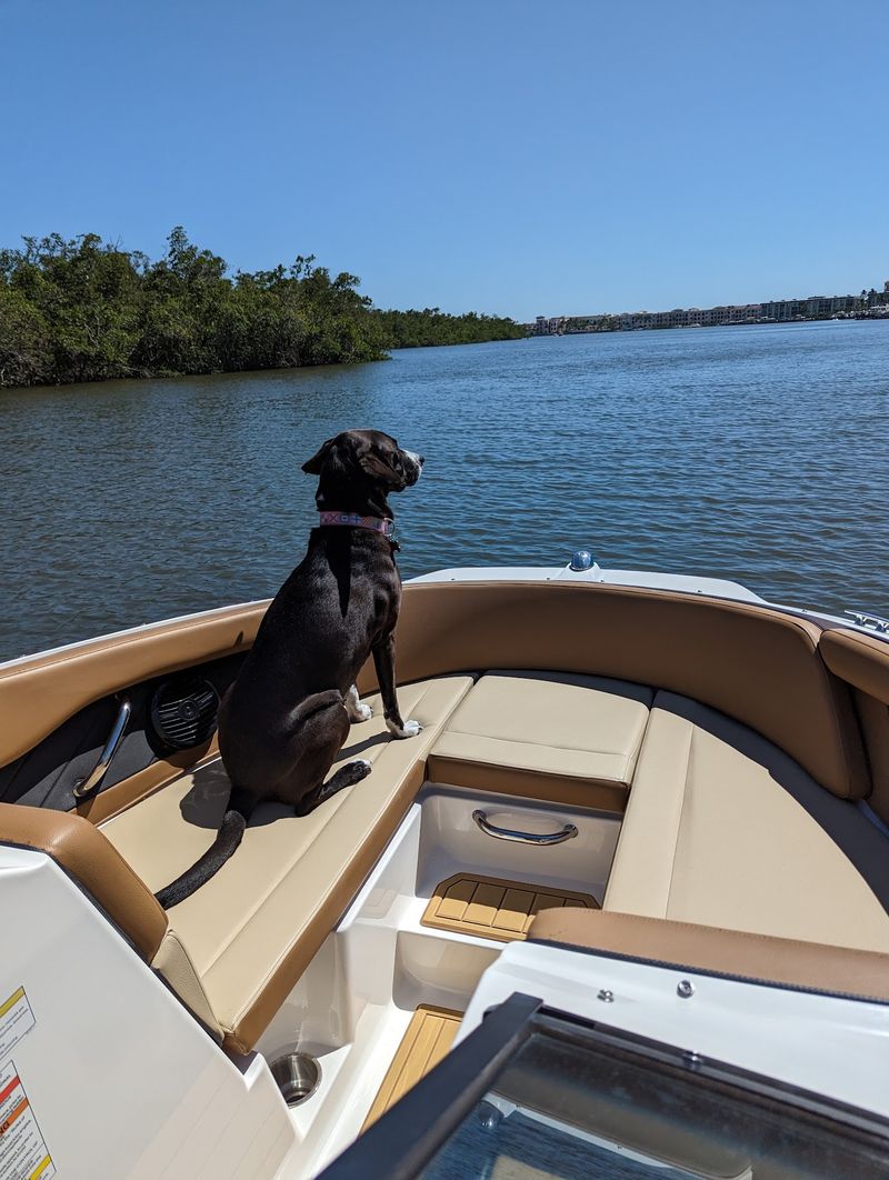 Four-Legged Beachgoers Welcome Four-Legged Beachgoers Welcome