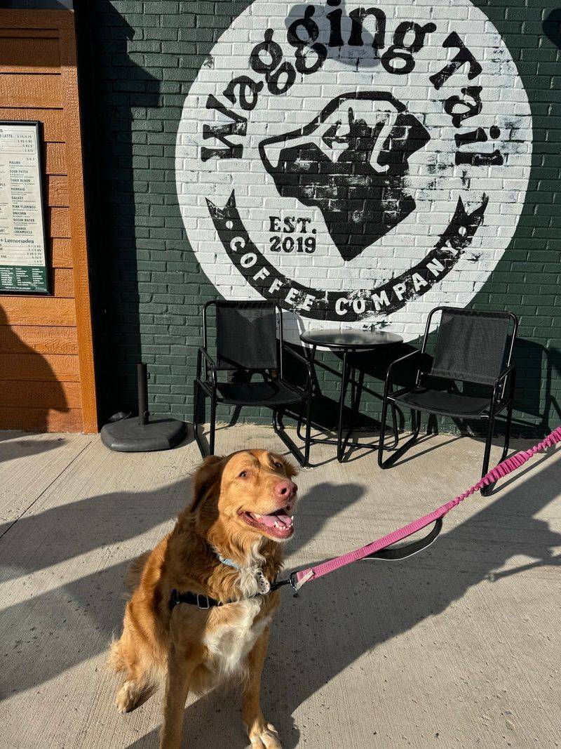 Four Paws Welcome: The Dog-Friendly Experience