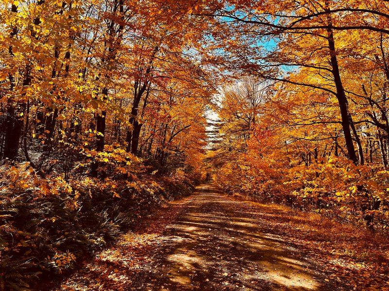 Four Seasons in the Forest: When to Visit and What to Expect