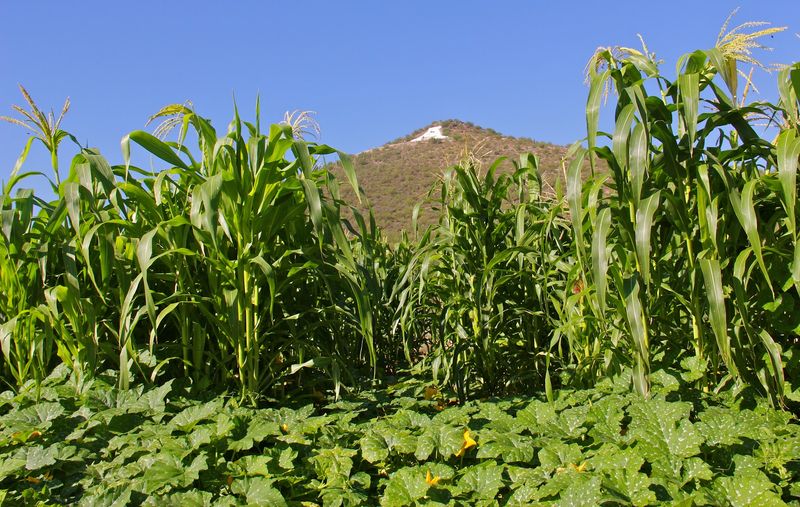 Four Thousand Years of Farming Four Thousand Years of Farming
