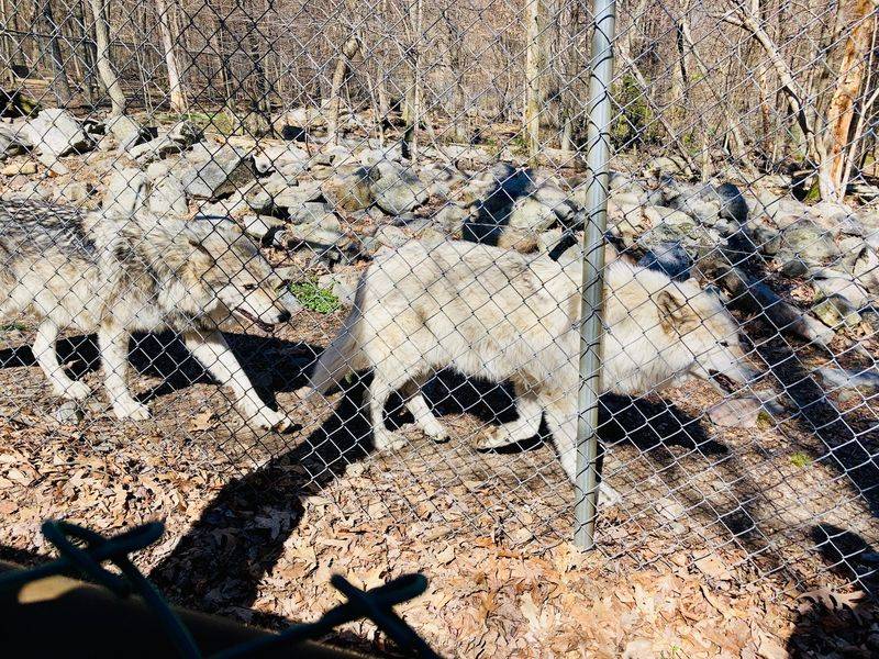 Four Wolf Packs In Their Own Space