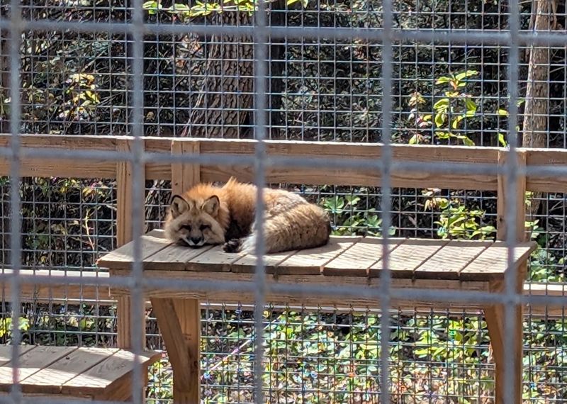 Foxes, Bobcats, and Birds of Prey