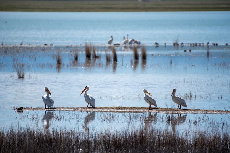 Freezout Lake Wildlife Management Area, Fairfield, Montana