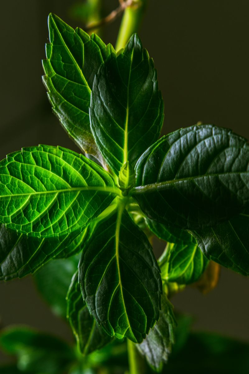 Fresh Mint Fresh Mint