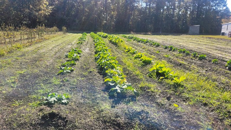 Fresh Produce You Pick Yourself Fresh Produce You Pick Yourself