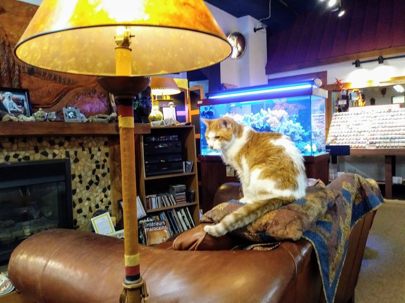 Friendly Faces and a Store Kitten Friendly Faces and a Store Kitten