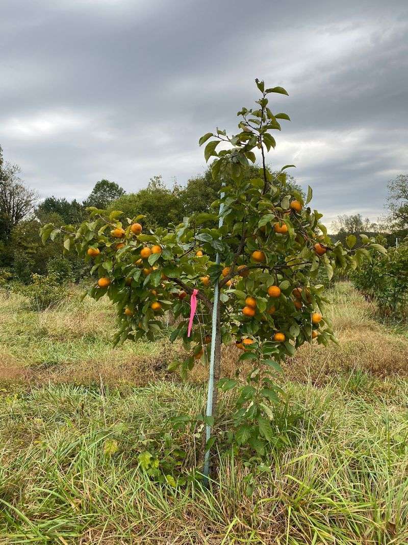From Young Saplings to Full Harvests From Young Saplings to Full Harvests